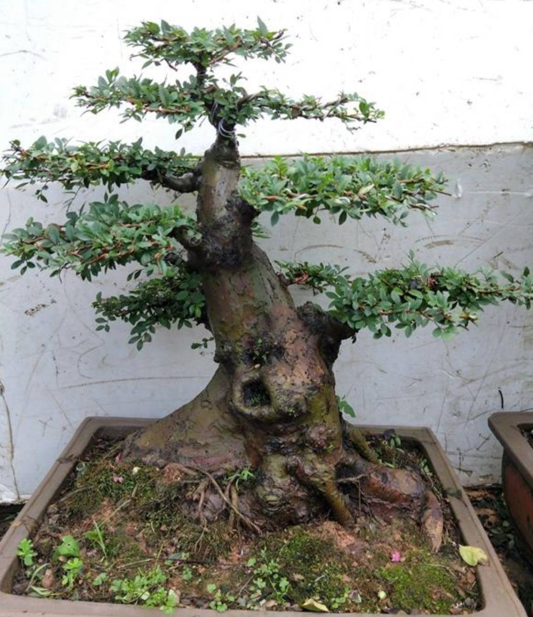 种植榆树，不同品种的选择与考量