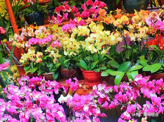 沈阳花市品种繁多，缤纷绽放