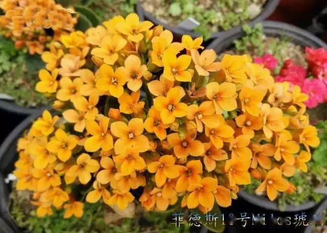 菲德斯长寿花品种，绽放的美丽与长寿的象征