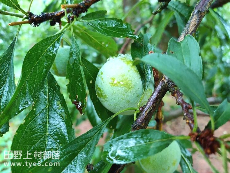 探索大甜李树品种的独特魅力