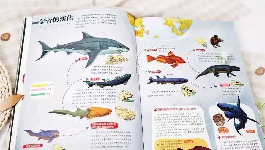 探索科学奥秘，一本不可或缺的科学实验书