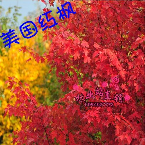 红枫的品种区别