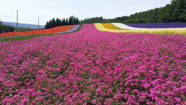 四川花卉品种，丰富多样的自然之美