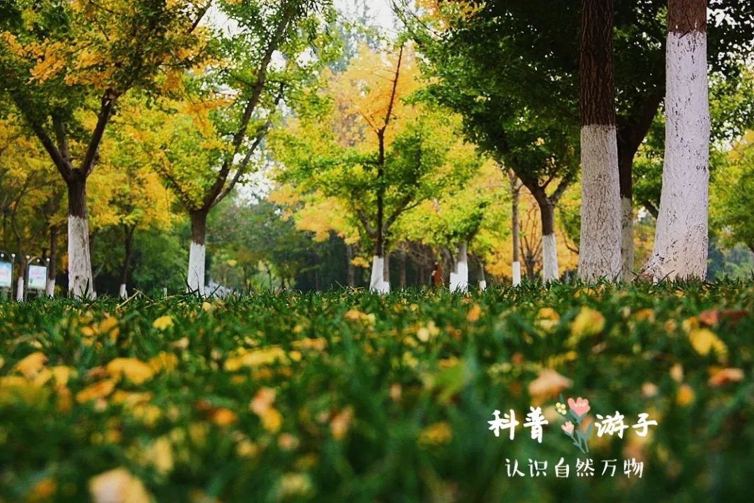 园林小苗的品种繁多，探索千变万化的植物世界
