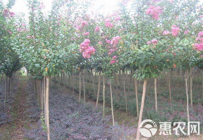 紫薇树品种介绍
