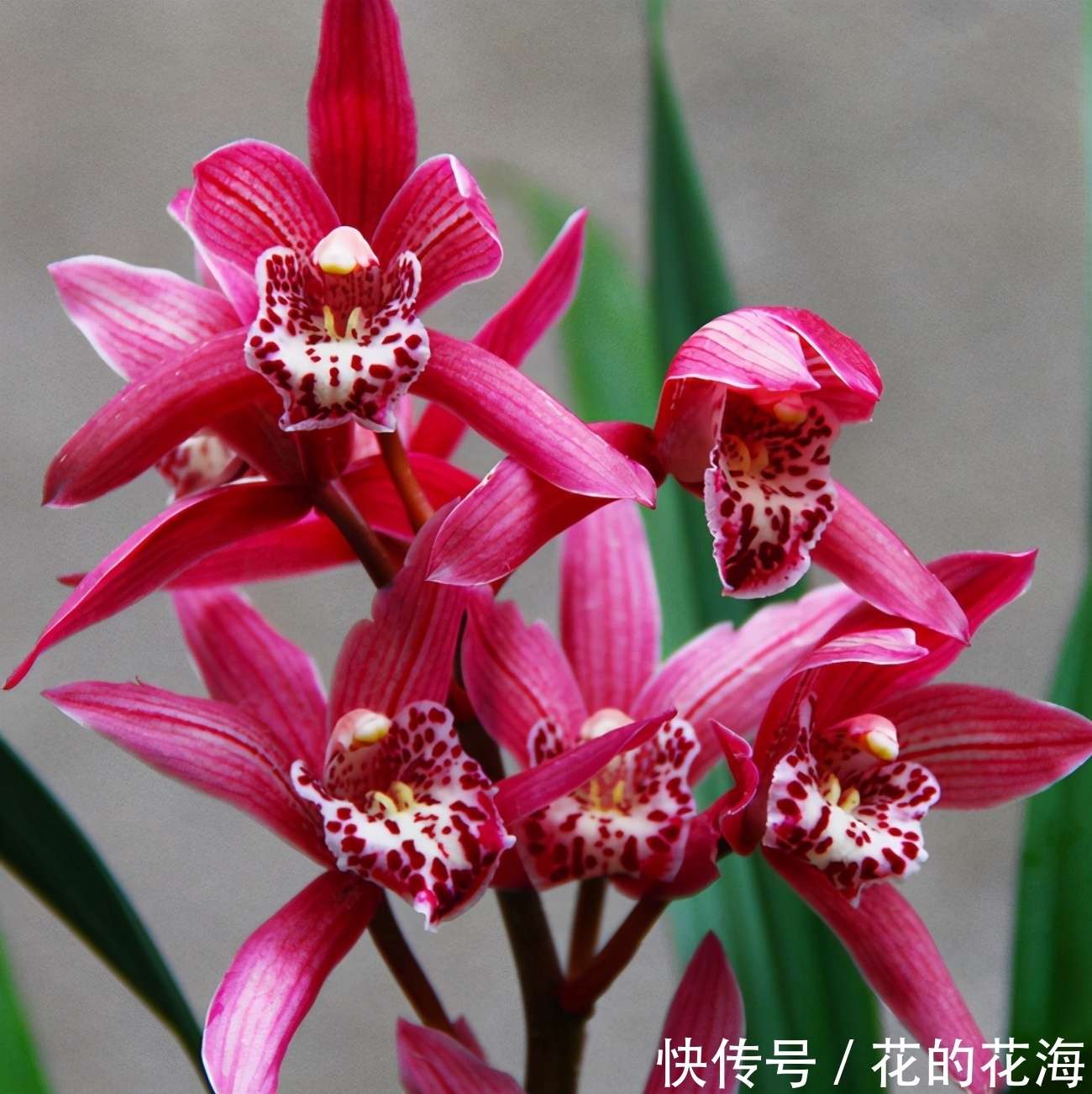兰花的品种及其独特魅力