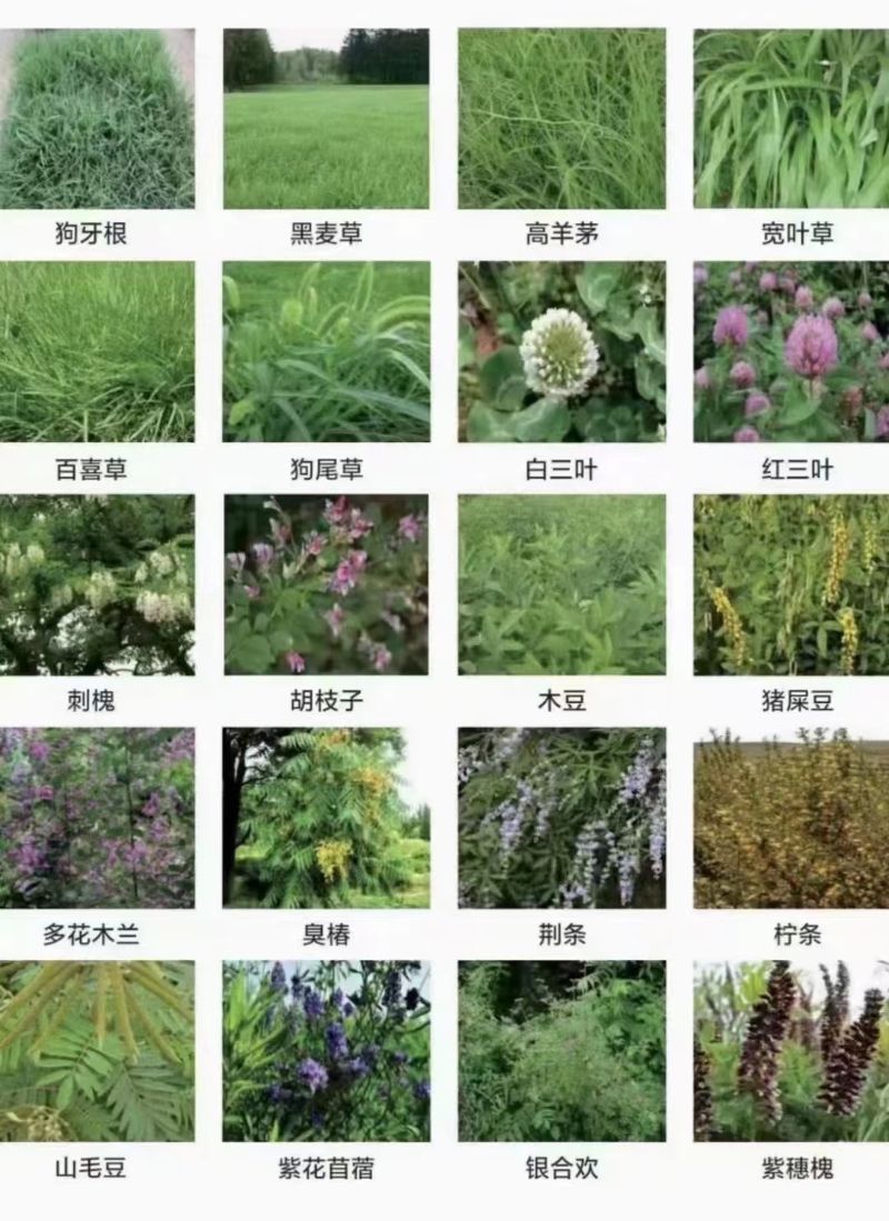 草籽品种，多样性与种植技术探讨