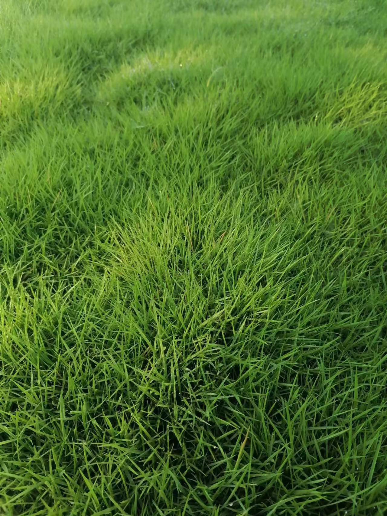 四季青草坪品种繁多，各具特色