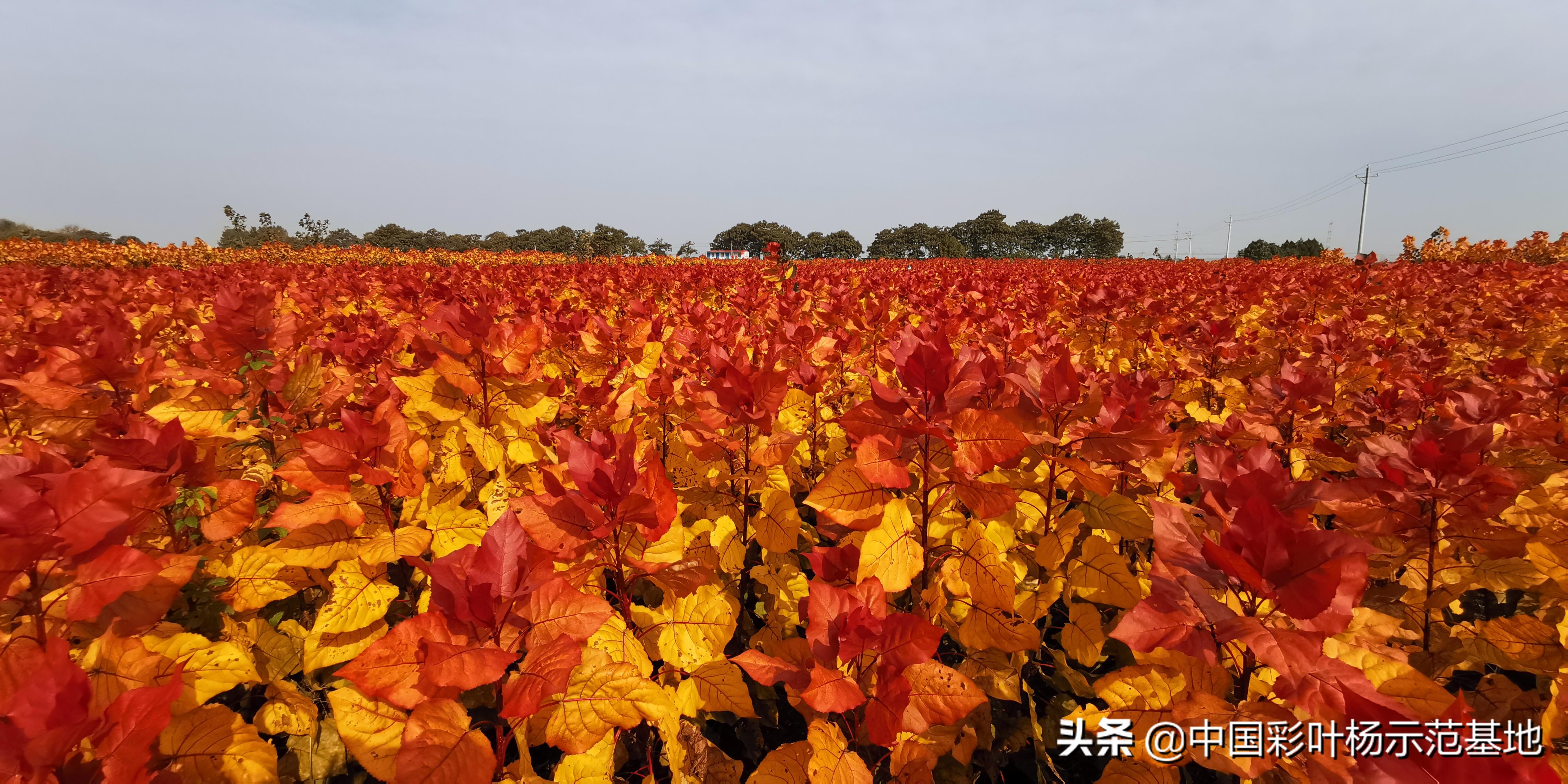 彩叶树的繁荣，探索2016年彩叶树品种的魅力与多样性