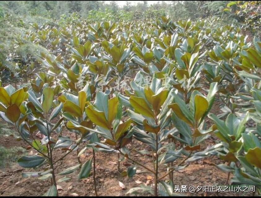 汤泉苗木品种，多样性与选择的艺术