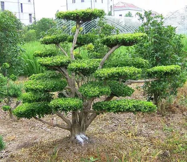 名贵庭院绿化树木品种及其特点