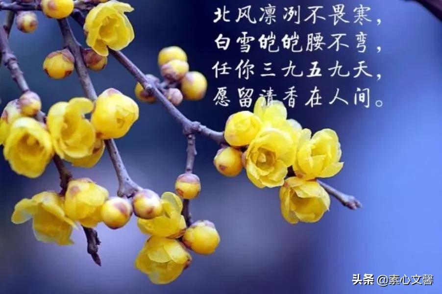 腊梅花品种大全，千姿百态的腊梅世界