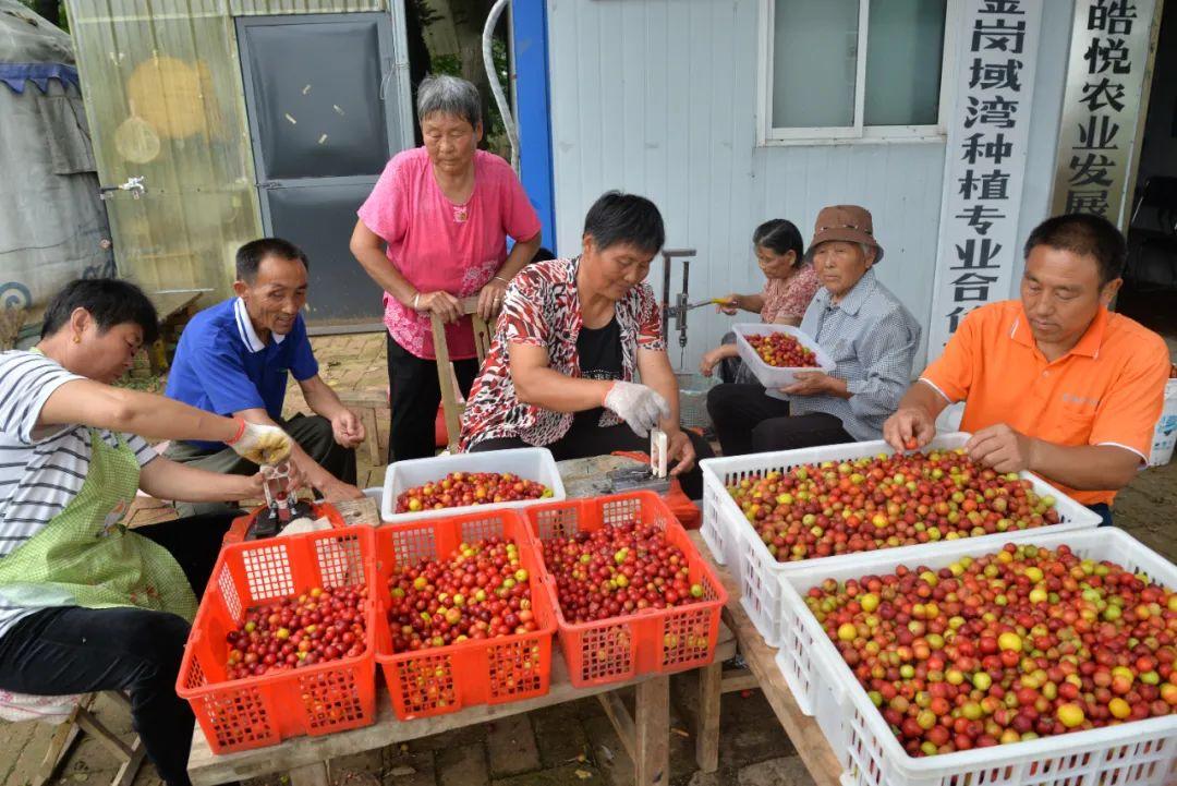 钙果苗品种选择指南，探寻最佳品种之路