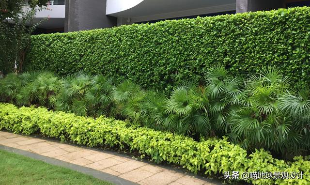 矮绿篱主要品种及其特点