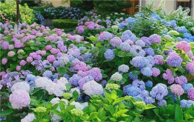 庭院景观中的花草品种，探索自然之美