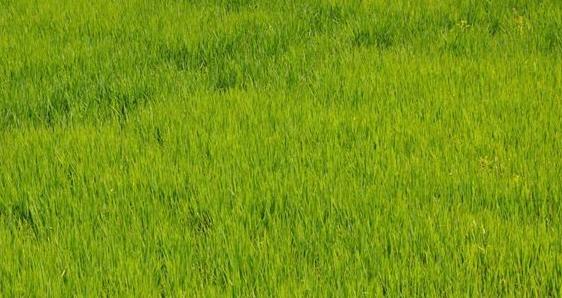 绿化草皮品种简介